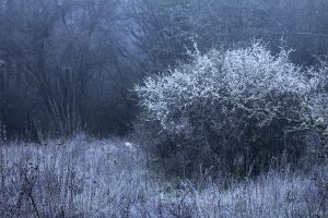 Dornbusch in der Morgendämmerung